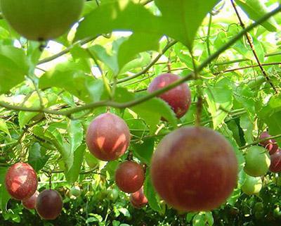 百香果、西番蓮加工生產(chǎn)線