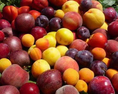 桃子、李子、杏子加工生產(chǎn)線